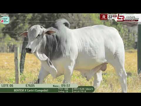 LOTE 06   LBMN E7605