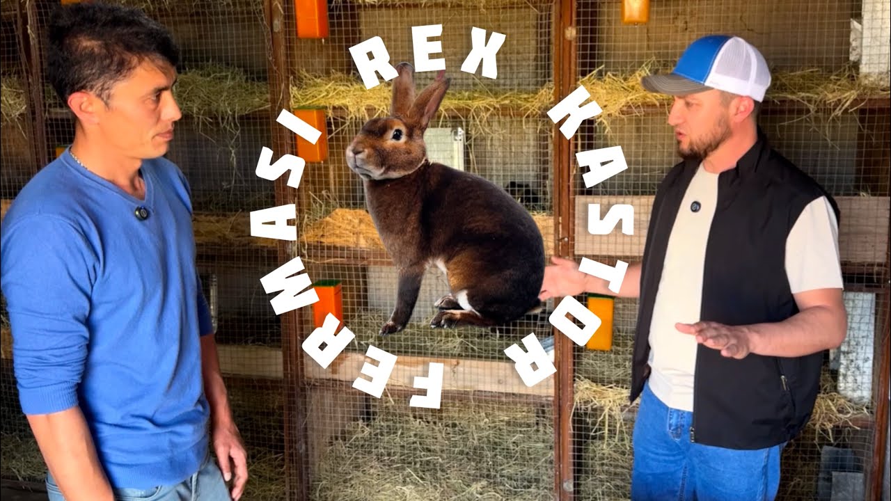 SIZ BILARMIDIZ REX KASTOR FERMASI BORLIGINI NAMANGANDA #quyon #kastor #кастор #рекс #rex