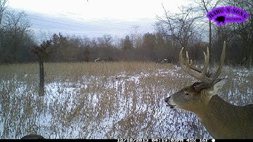 Mr Whitetail Dr Deer - Food Plot Master Video Year 2013 - Time Lapse View West