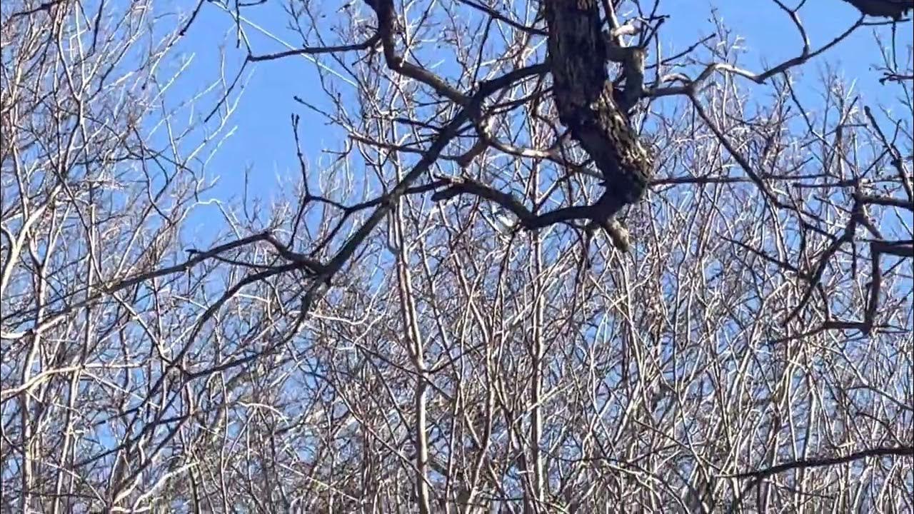 piper n323d plane fly over my house 2023 YouTube