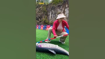 cô gái câu cá trắm đen cực đơn giản và cái kết #fishing #cauca