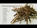 Introduction to Cryptolepis, Nature&#39;s Antibiotic Root