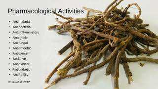 Introduction to Cryptolepis, Nature&#39;s Antibiotic Root