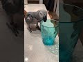 Parrot Likes Spinning Cup On Counter
