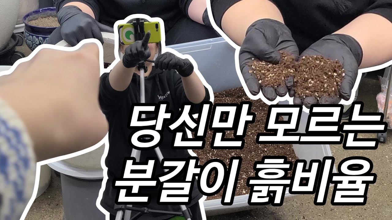 [새늘가드닝]초보자도 실패 없는 분갈이 하는 방법 전문가의 황금 흙 배합 물주기 공개 - YouTube