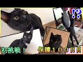 【保護100日目・前編】記念日なのでいろいろしてたら、お返しに？驚愕の特技を見せてくれました！【100th day of protection】【子猫/Kitten】