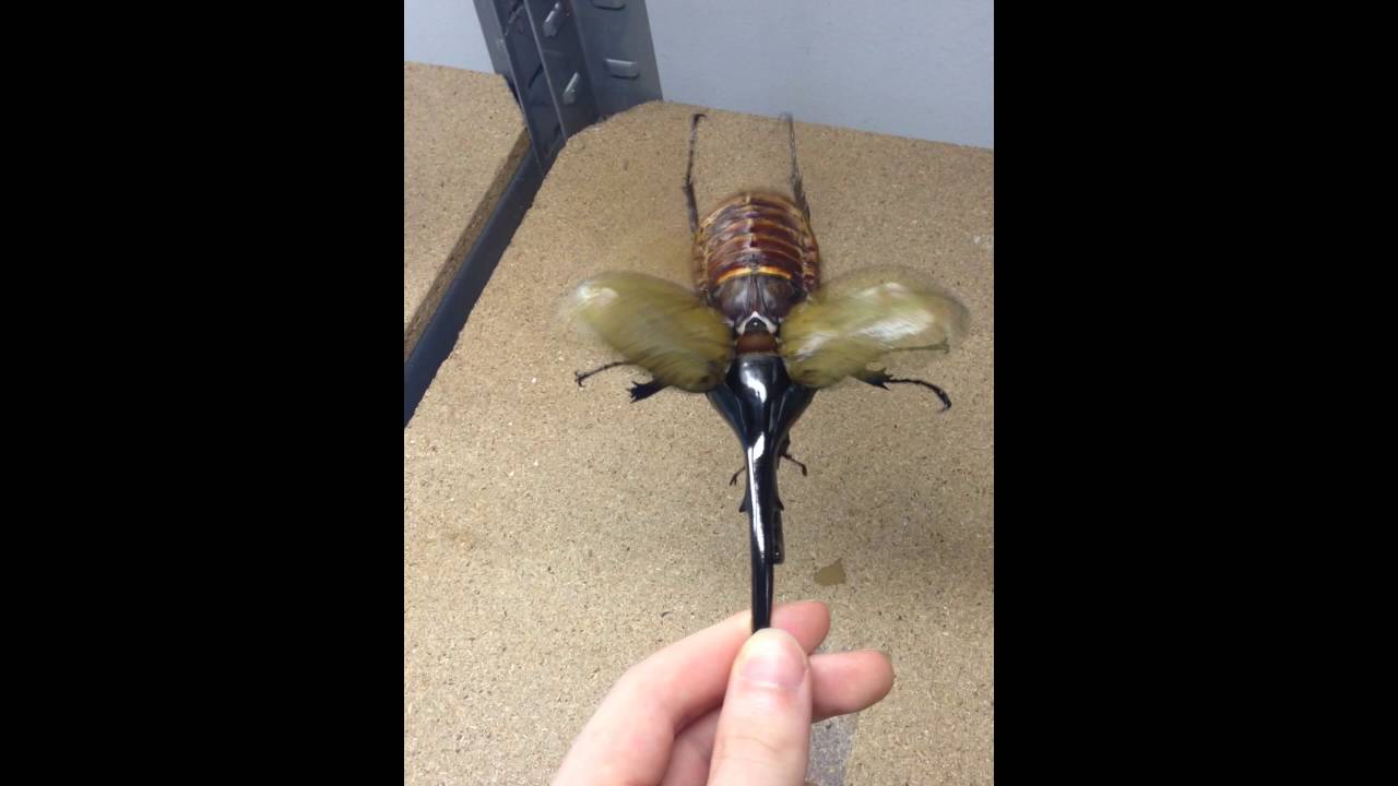 giant hercules beetle