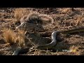 Mongoose Vs. Cobra | Smithsonian Channel Mp3 Song