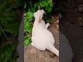 Looking for what 🤣🥰 #shortvideo #cutecat #cute #animallife