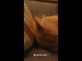 あったかハイム 猫編Mix #shorts #セキスイハイム