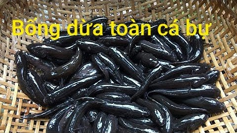Đặt cá Bống dừa với mồi Ốc bưu vàng kết quả ngoài mong đợi Ba Thạo Bếntre