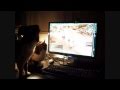 Cat vs Guild Wars