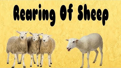 Fibre to Fabric। Part-4 Rearing of sheep। NCERT Class 7 Science Chapter 3