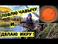 СЕЗОН ЧАВЫЧИ, ЛОВЛЮ ЛОСОСЯ И ДЕЛАЮ ИКРУ. РЫБАЛКА В США.