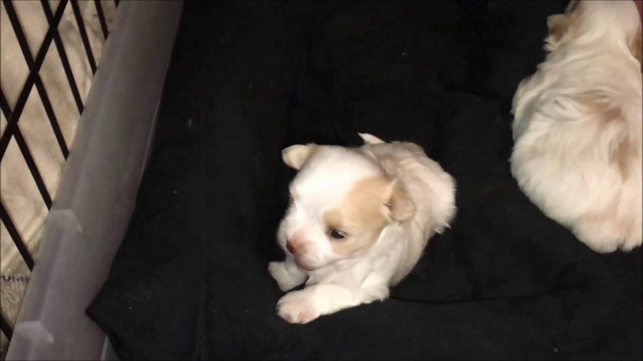 maltese 1 month old