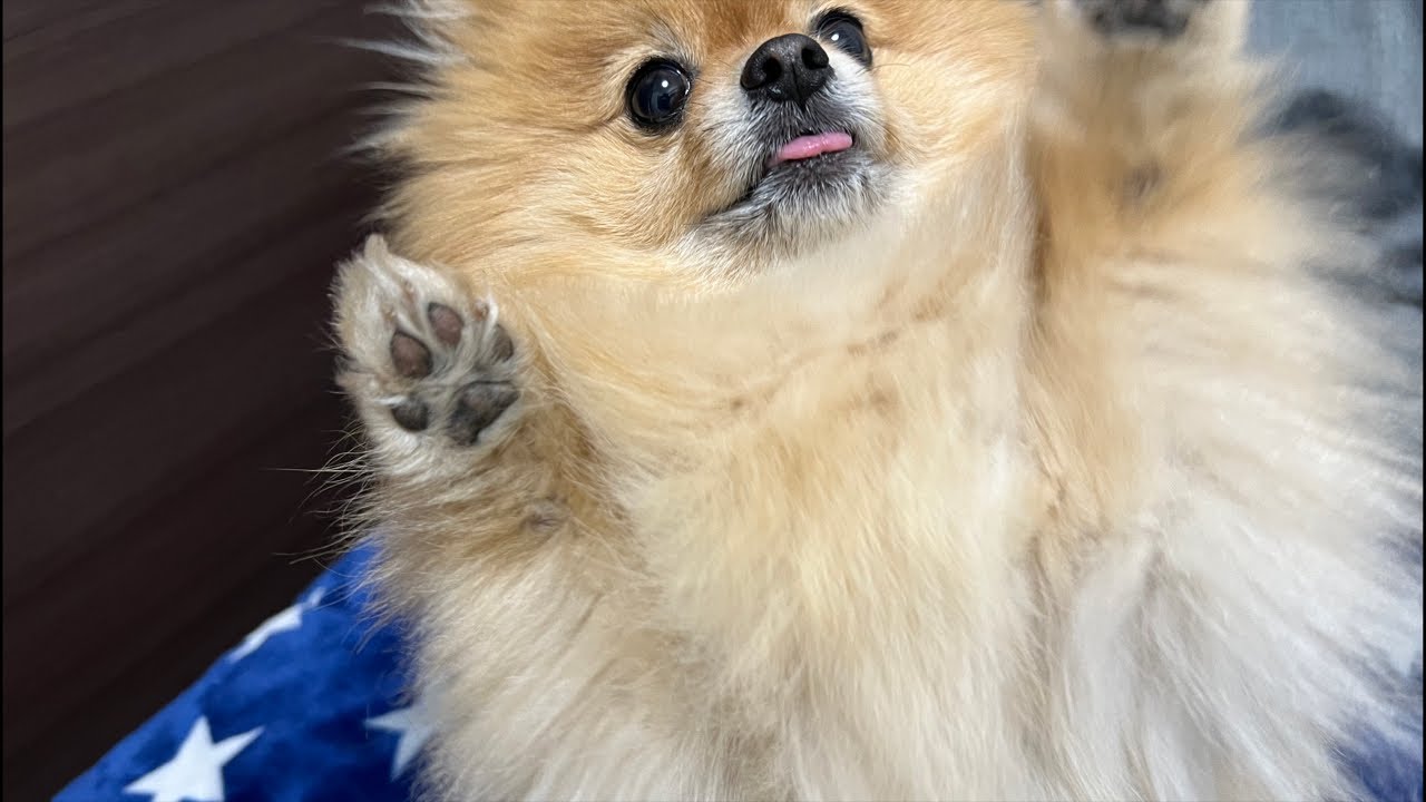 むぎが早く配信しようと言ってる！