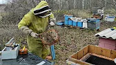 Белорусское Пчеловодство Bee&Ivtodi