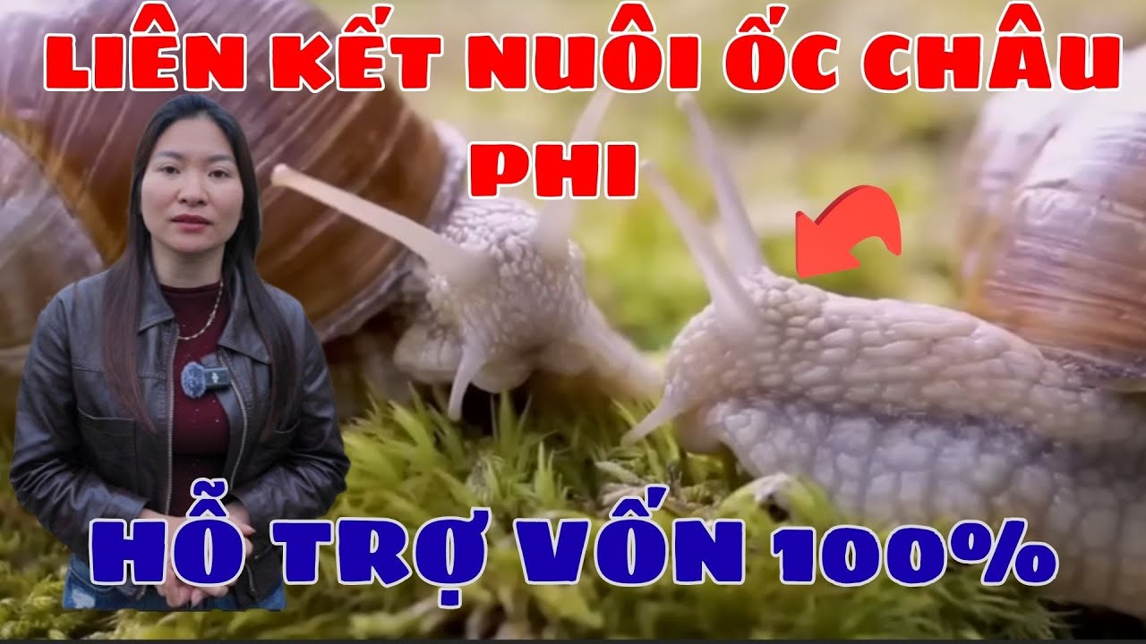 🔥 Liên Kết Nuôi Ốc Sên Châu Phi – Hỗ Trợ Vốn 100% | Sự Thật Ít Người Biết