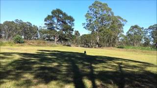 Nimble's Disc Training by Australian Working Dog Rescue 538 views 10 years ago 38 seconds