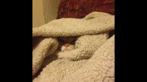Cat politely declines being removed from blanket pile