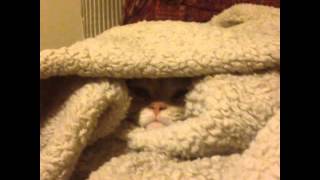 Cat politely declines being removed from blanket pile