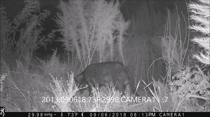 Game camera pictures of big boar hog