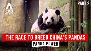 The Power Of Pandas In ChinaSoutheast Asia Relations | Panda Power  Part 2/2 | CNA Documentary