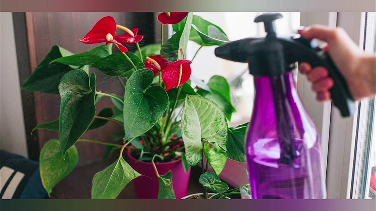 Какие цветы можно опрыскивать. Опрыскивание комнатные цветы. Эухарис полив. Какие цветы можно опрыскивать. Фикус бенджамина опрыскивание.