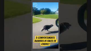 Vous connaissez le 5ème !!#chien #veterinaire #chiens #animaux #hugovéto #comportementchien #bizarre