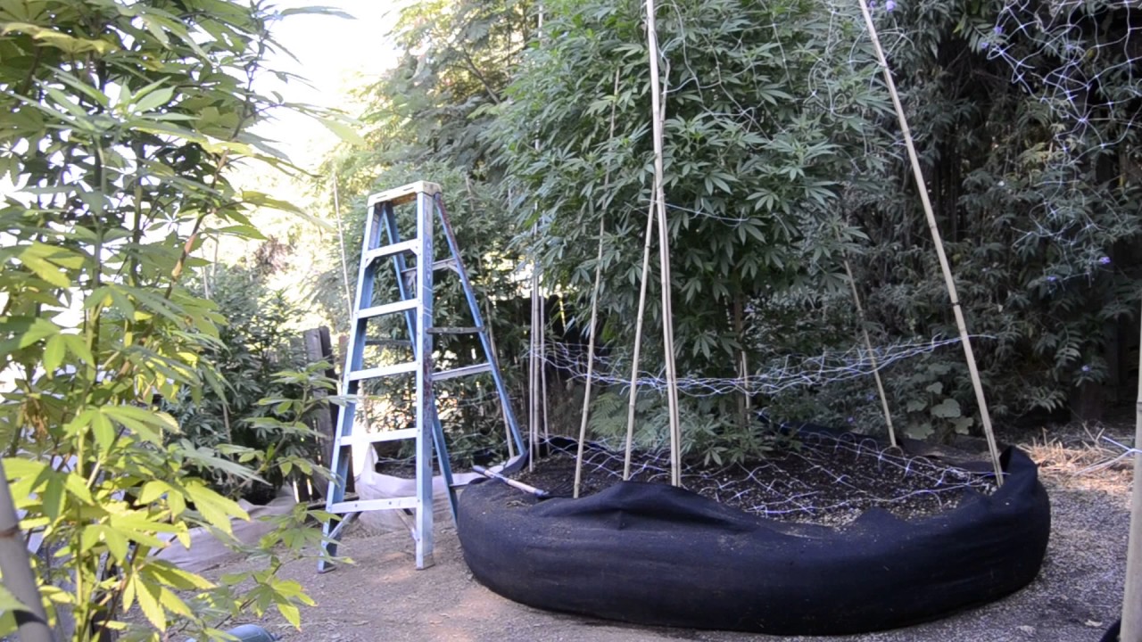2017 outdoor grow norcal