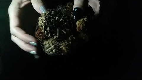 ASMR | LoFi Tapping & Scratching on Random Objects (No Talking After Intro) Dark/Fast/Gentle