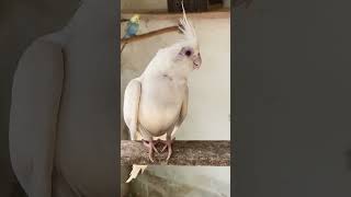 #yourcat #viral #birds #pets #coleirosolto #video #aves #blackfacebudgie #funny #cute #calopsita