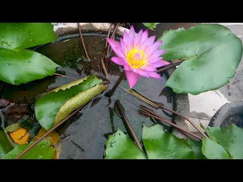 essay about water lily in hindi