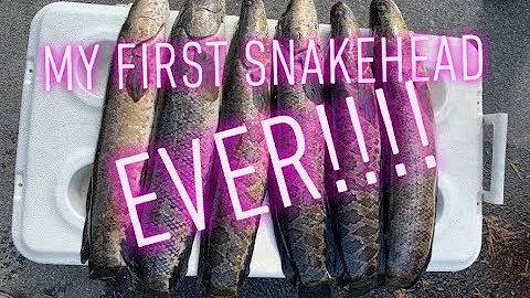 My FIRST ever NORTHERN SNAKEHEAD(Catch, Clean, and COOK)