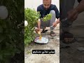 جديد معلومه بيض تدوير نبته زرع الاحساء السعوديه ترند الصين اختراع تطوير تعديل زلزال تركيا ادلب حلب جديد معلومه بيض تدوير نبته زرع الاحساء السعوديه ترند الصين اختراع تطوير تعديل زلزال تركيا ادلب حلب