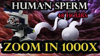 experiment 48 hours human sperm | zoom 1000x