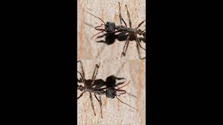 The black bulldog ant (Myrmecia pilosula)ant