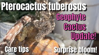 315 Cactus Spotlight Feature How To Care For Geophyte Cactus Pterocactus Tuberosus