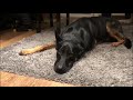 Dog sings the blues with more soul and rhythm than most humans