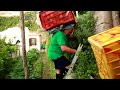 I contadini volanti della Costiera Amalfitana - Un anno nei limoneti