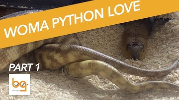 Introduction to Woma pythons and breeding - part 1