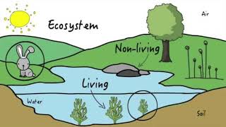 Ecosystem Yellowstone -- How Wolves Change Rivers