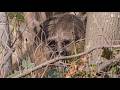 Bigfoot Evidence Across Columbia — Investigators Can’t Explain The Pattern