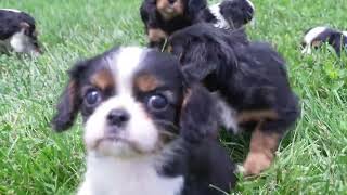 0Felty Raber's Cavalier Puppies