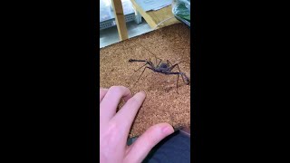 Angry Whipspider Incredible Insects