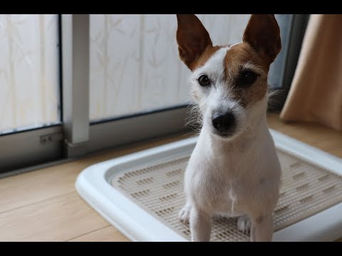 Video: Paano Itaas Ang Isang Tuta Ng Jack Russell Terrier