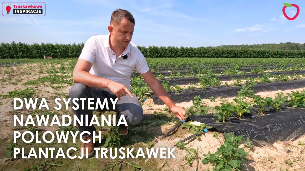 Nawadnianie polowych plantacji truskawek. Dwa systemy