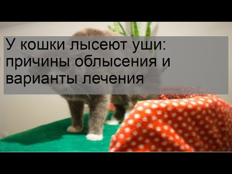 У кошки лысеют уши: причины облысения и варианты лечения