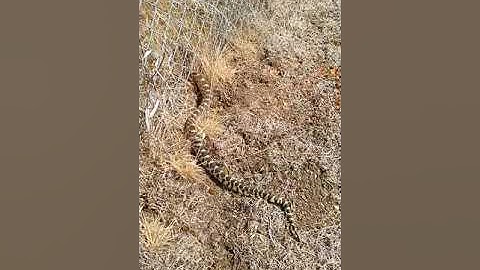 Gopher Snake/Diamondback Rattlesnake Encounter