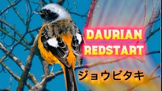 DAURIAN REDSTART A STUNNING BIRD